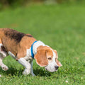 A dog sniffing