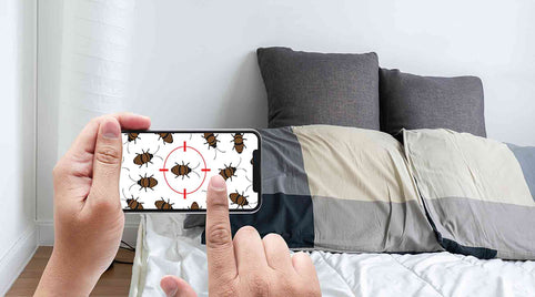Prevent Bed Bugs