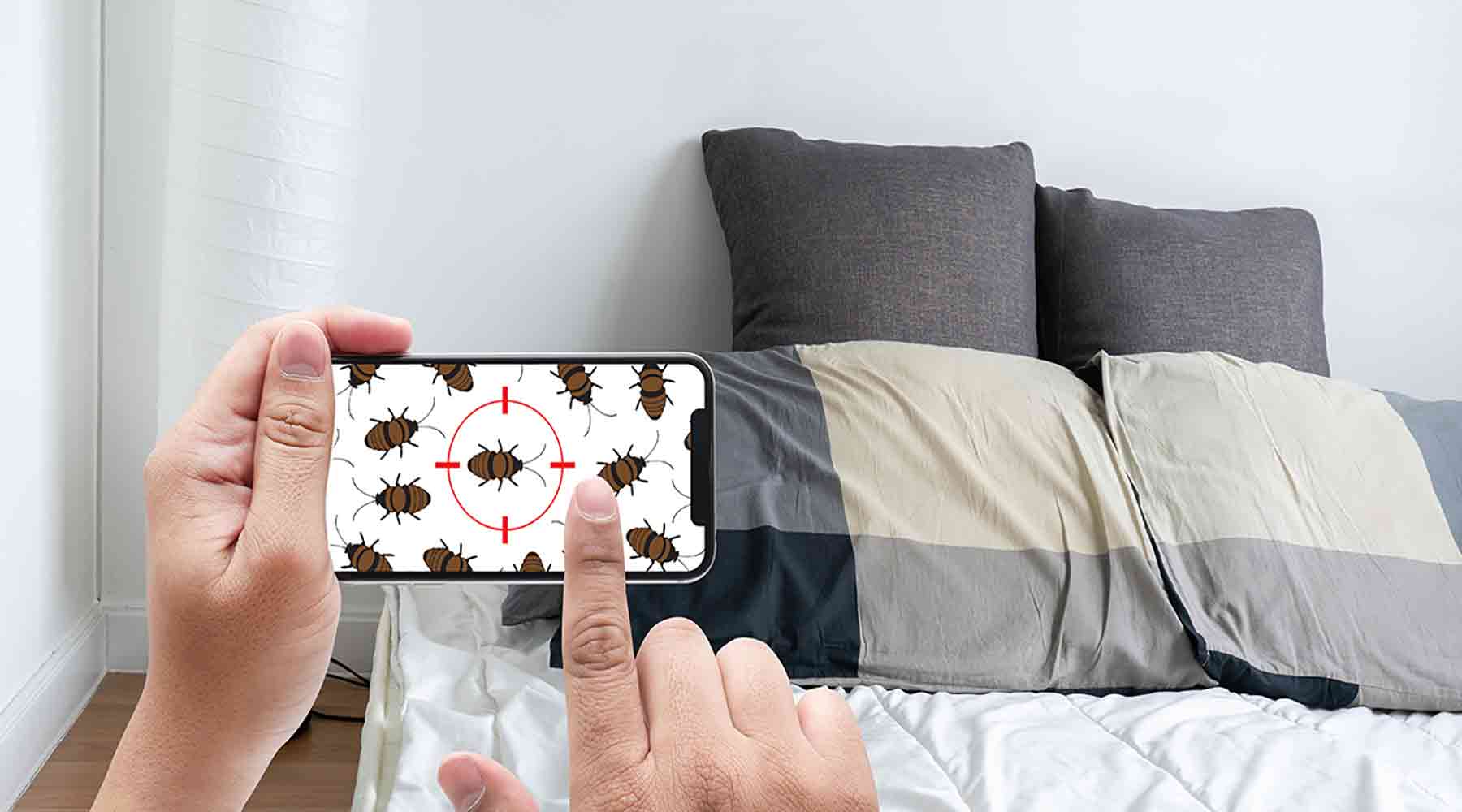 How to Prevent Bed Bugs l Nature's Embrace Latex Mattresses