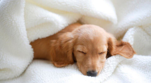 How Long Should I Nap?